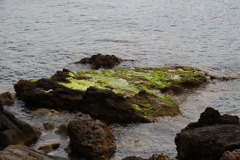 Sicilia_319.JPG - il verde colonizza ogni scoglio...