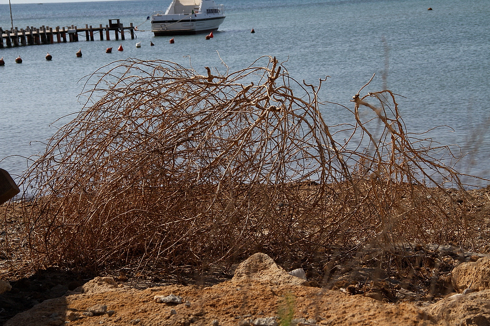 Sicilia_323.JPG - poi si abbandona e secca...