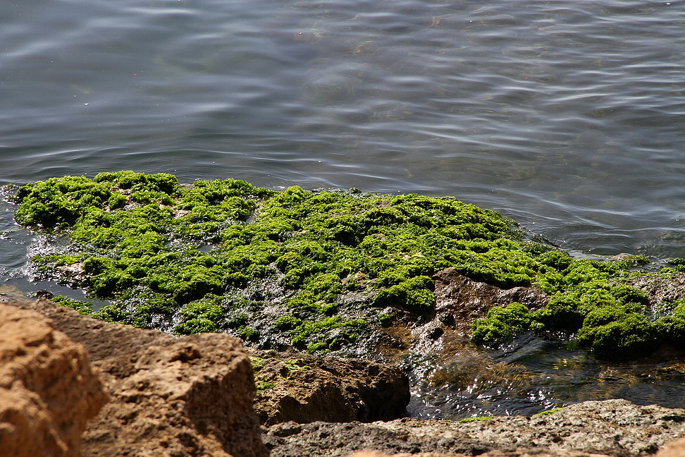 Sicilia_326.JPG - solo il verde nn abbandona il suo scoglio...