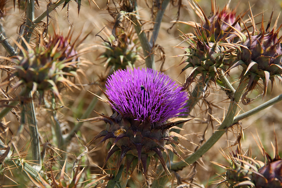 Sicilia_330.JPG - fioriscono sfidando il sale...