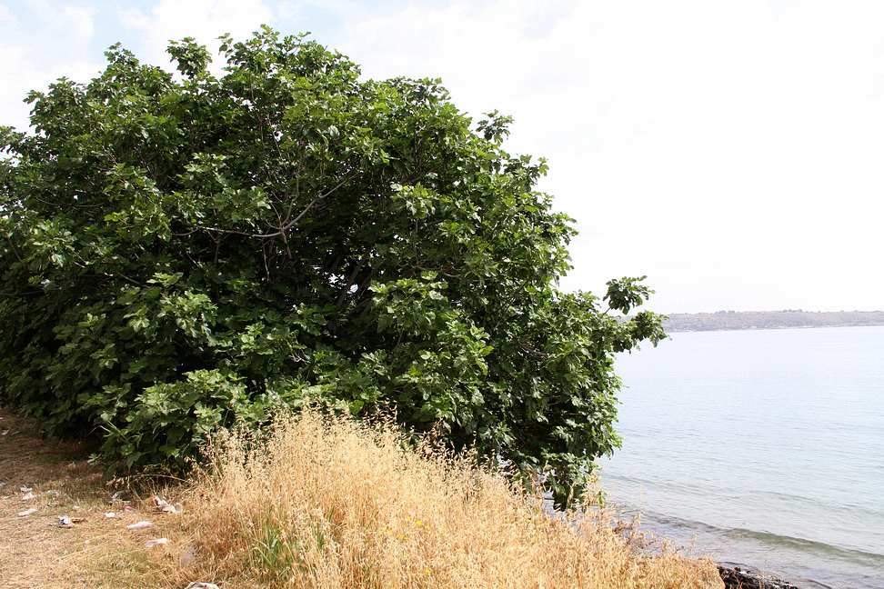 Sicilia_333.JPG - e formano alberi ricchi di fronde...