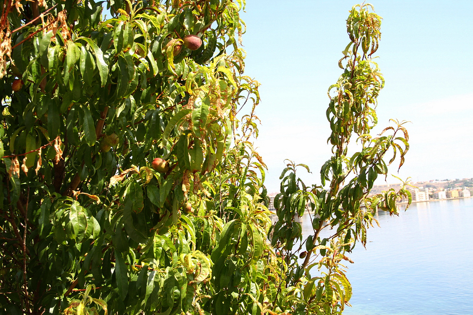 Sicilia_334.JPG - e frutti su alberi mossi dal vento...