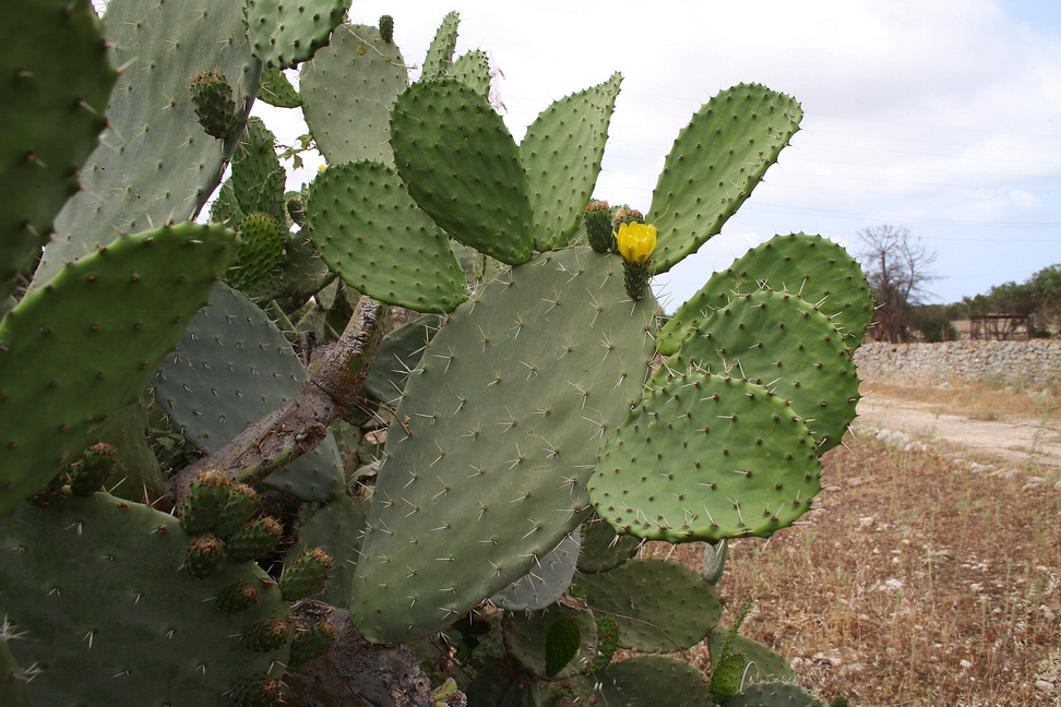 Sicilia_338.JPG - alcuni sono ricchi di spine...