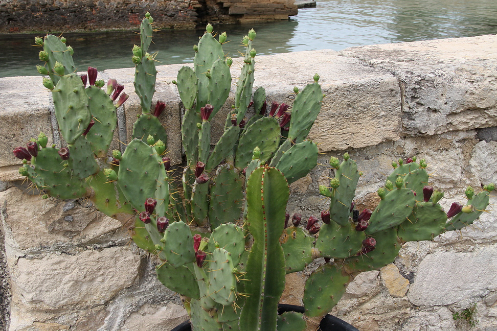 Sicilia_339.JPG - ma il loro sapore è squisito...