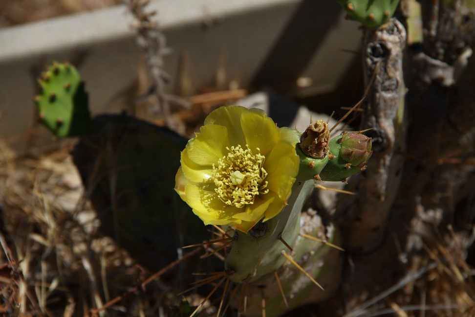 Sicilia_340.JPG - e i fiori bellissimi...