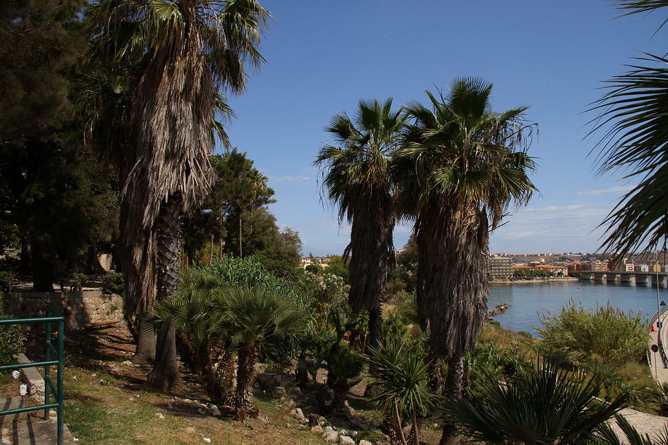 Sicilia_343.JPG - palme rigogliose in cima alla scogliera...