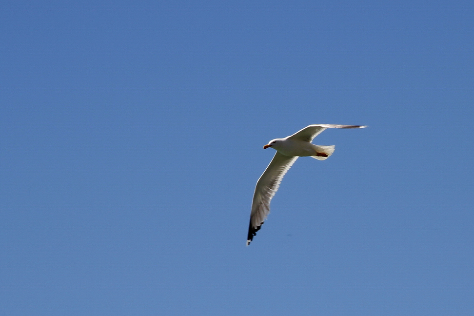 Sicilia_345.JPG - ad ali spiegate un gabbiano esplora il cielo...