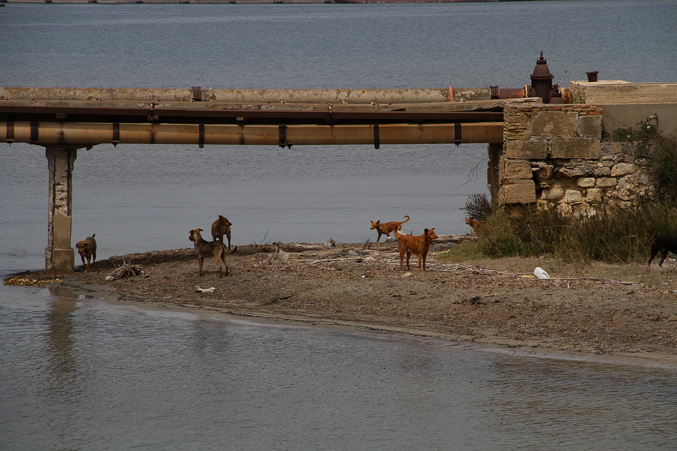 Sicilia_346.JPG - frotte di cani randagi cercano qualcosa da rosicchiare...