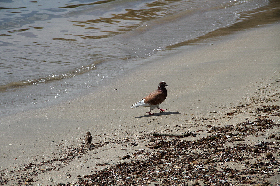 Sicilia_348.JPG - il piccolo e il grande fanno la loro passeggiata quotidiana sul bagnasciuga...