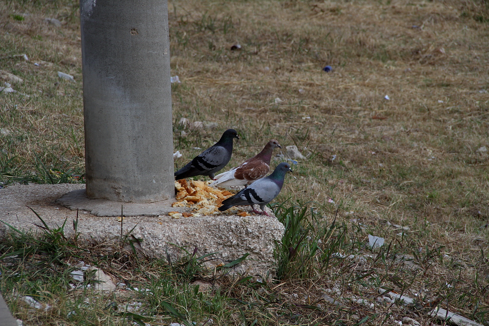 Sicilia_350.JPG - facciamoci una bella chiacchierata, e fanno le comari...