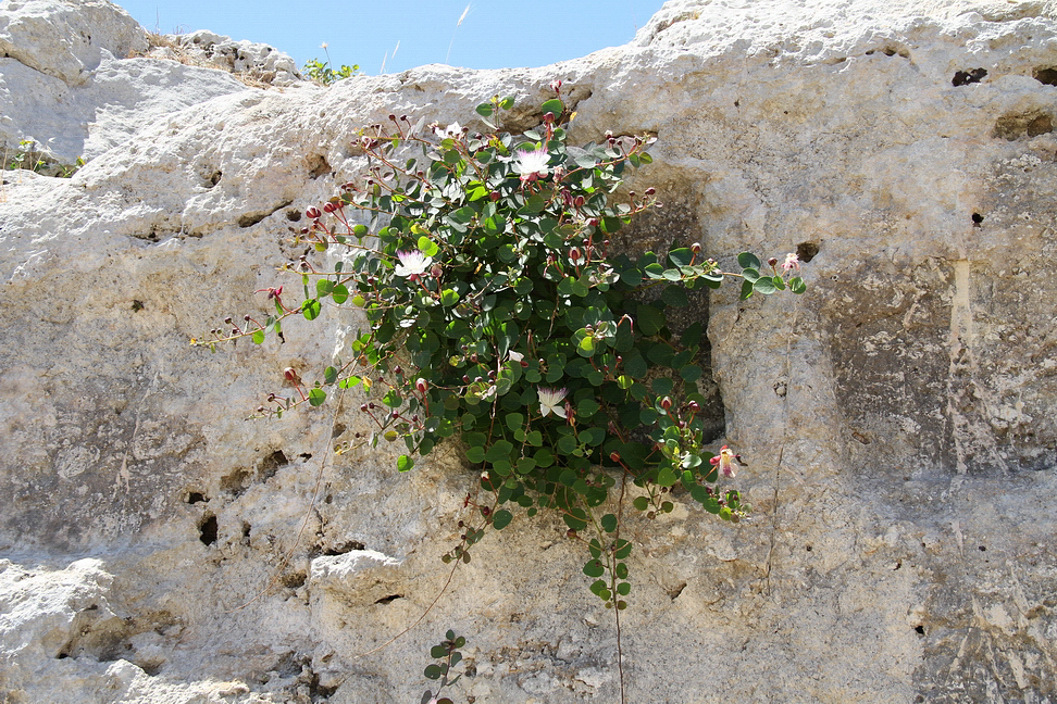 Sicilia_390.JPG - dalle ripide pareti si affacciano capperi in fiore...