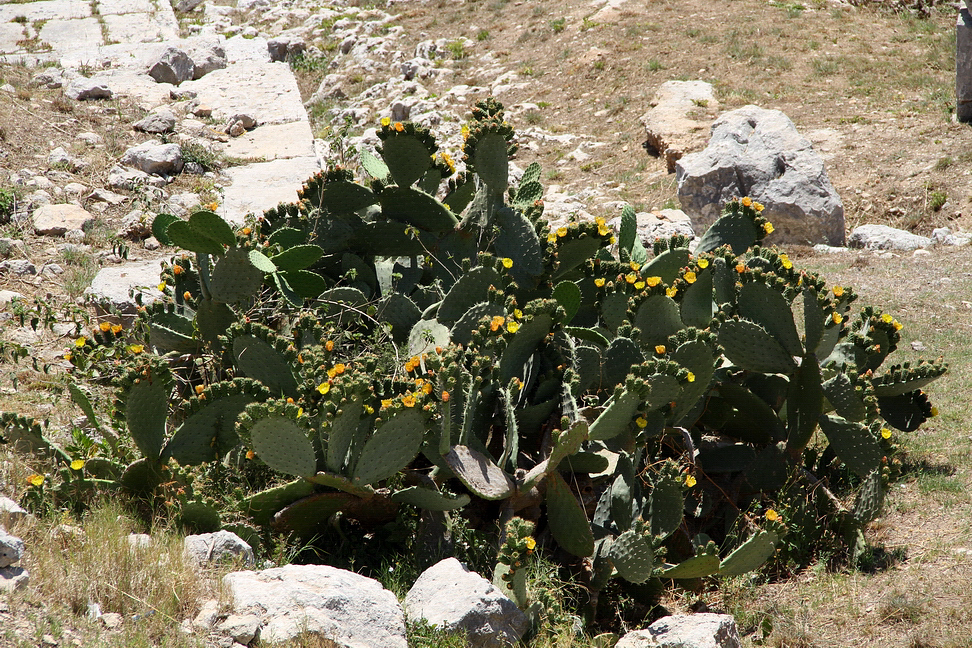 Sicilia_392.JPG - e lungo il crinale cespugli di fichi d'Inda...