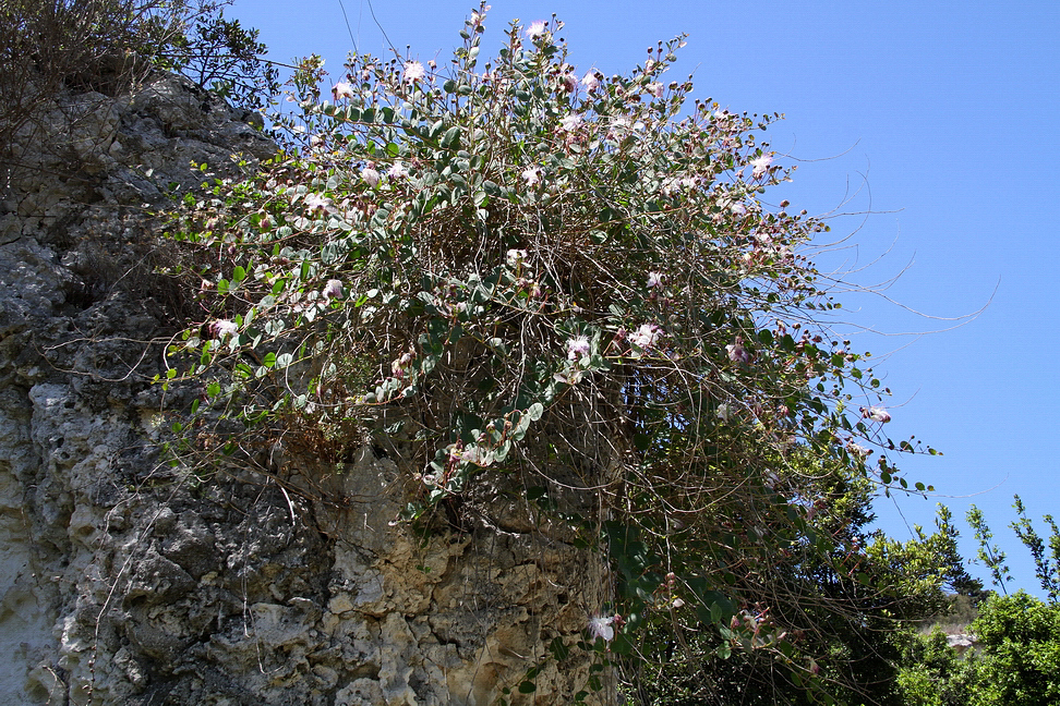 Sicilia_404.JPG - e il rigoglire dei capperi...