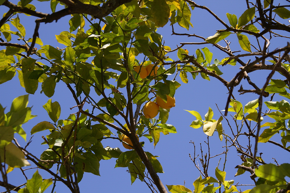 Sicilia_405.JPG - tra limoni maturi...