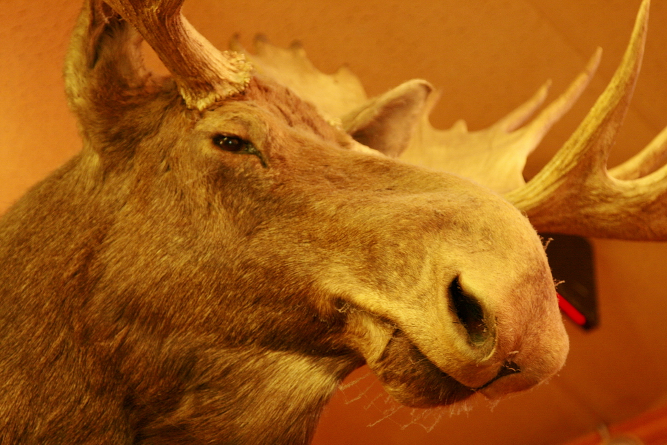 America_046.jpg - Ed anche l'alce pare perplessa...("The big Texan", Amarillo, Texas)