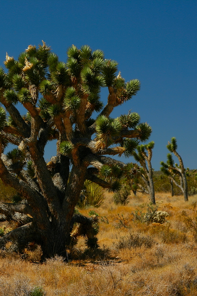 America_090.jpg - Per raggiungere la costa californiana bisogna attraversare il deserto del Mojave con I suoi caratteristici Joshua trees che ti fanno canticchiare With or without you.(Deserto del Mojave, California)