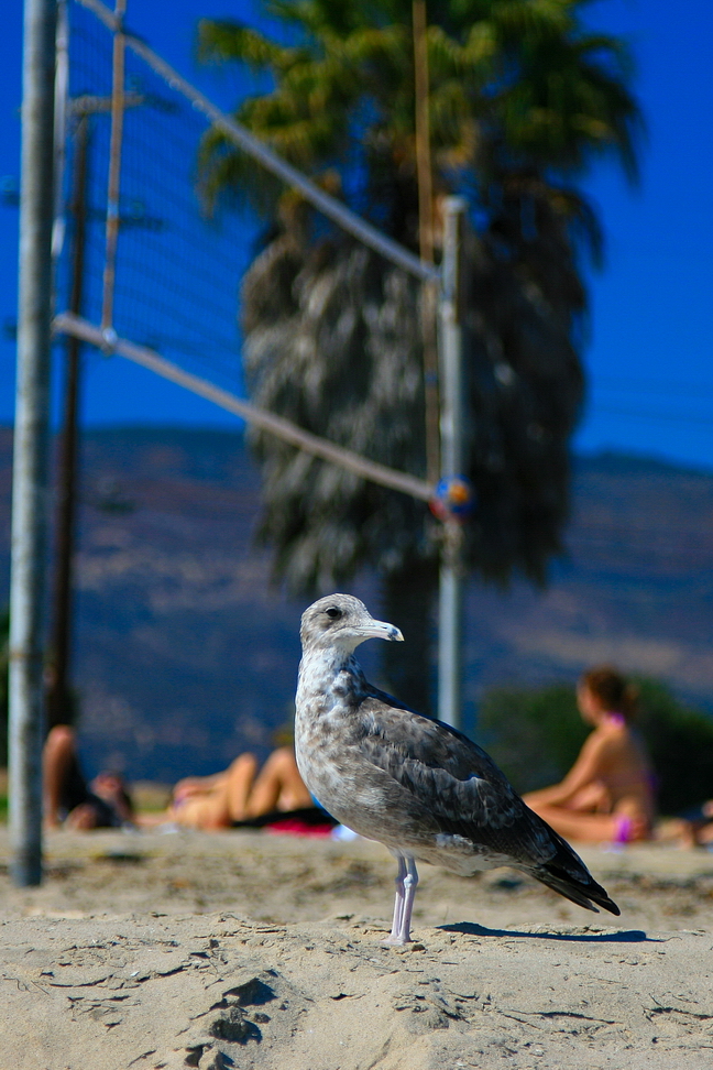 America_098.jpg - In realtà fa freddino…e gente in mare se ne vede poca…al massimo si prende il sole sotto lo sguardo vigile di baywatches e…gabbiani!(Santa Barbara, California)