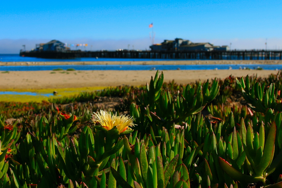 America_103.jpg - Per certi versi la California, con la sua vegetazione ed il suo clima ricorda le nostre coste…(Santa Barbara, California)